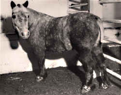 Pit pony in the stable
